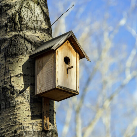 Vtáčia búdka: Kedy ju umiestniť do záhrady?