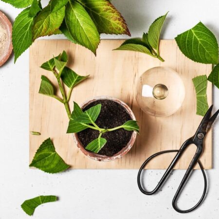 Pestovanie hortenzie z odrezkov: Dá sa to takto jednoducho