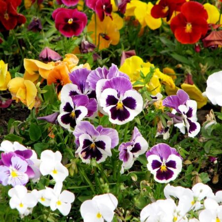 Ako pestovať nežné macešky zo semien