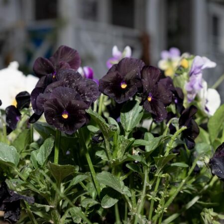 Želé z tmavej macešky. Vyskúšajte originálny recept