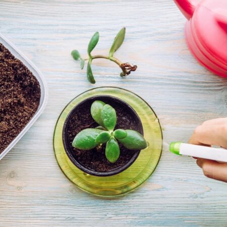 Ako rozmnožovať rastliny z odrezkov