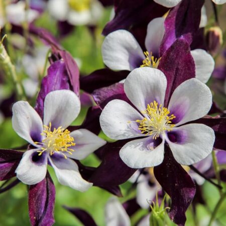 Zabudnuté vidiecke trvalky vhodné do každej záhrady
