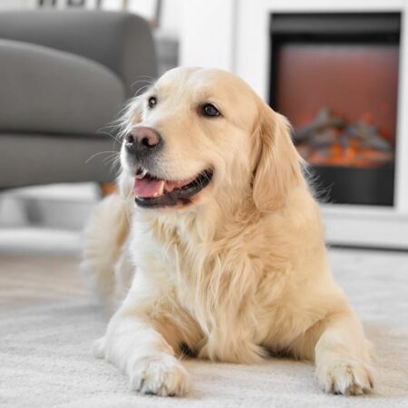 Úžasné schopnosti psov, o ktorých sa málo hovorí