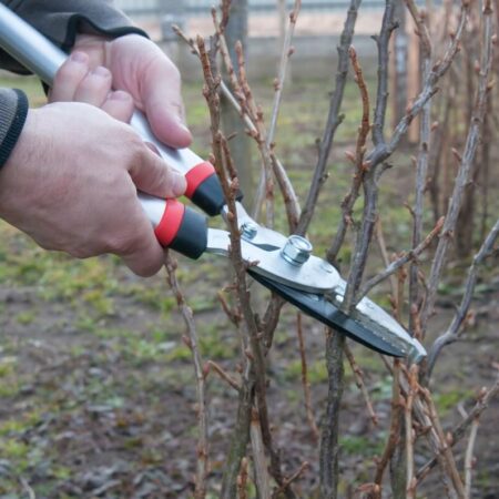 Zimný rez: 8 rastlín, ktoré treba v zime orezať