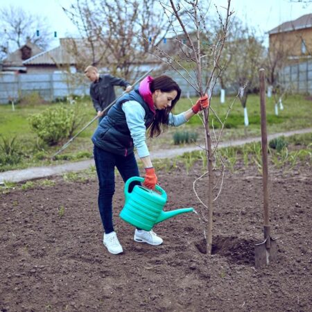 Sadíme vysoké dreviny. Na toto treba myslieť