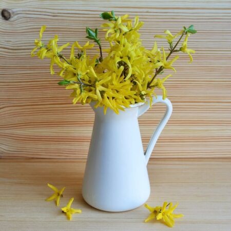 Zlatý dážď: Ako dosiahnuť krásne zakvitnutie?