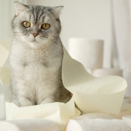 Hnačka u mačiek a mačiatok: Tu sú príčiny a spôsoby liečby