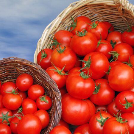 Paradajky a ich pestovanie, aké výhody prináša