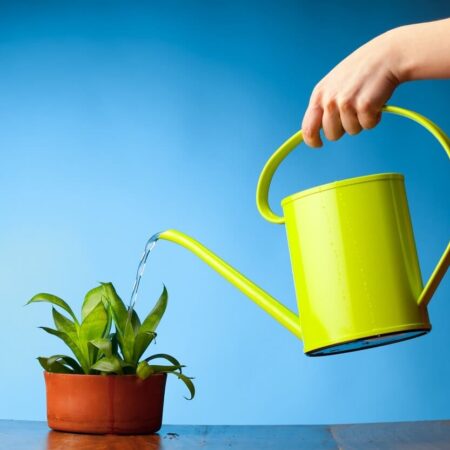 Zásady a chyby pri polievaní izbových rastlín