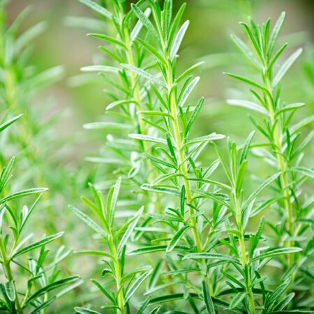 Pestovanie rozmarínu: Všetko dôležité, čo potrebujete vedieť