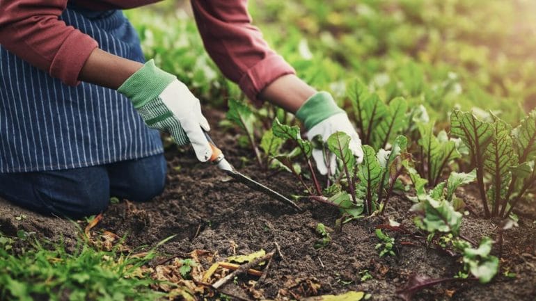 Zásady a odporúčania pre alergikov pri práci v záhrade