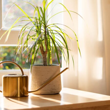 Porastú i pri slabom svetle, vyberte si z týchto izboviek