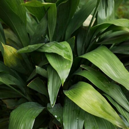 Listy aspidistri, rastlina, ktorá patrí medzi bezpečné izbovky pre mačky.