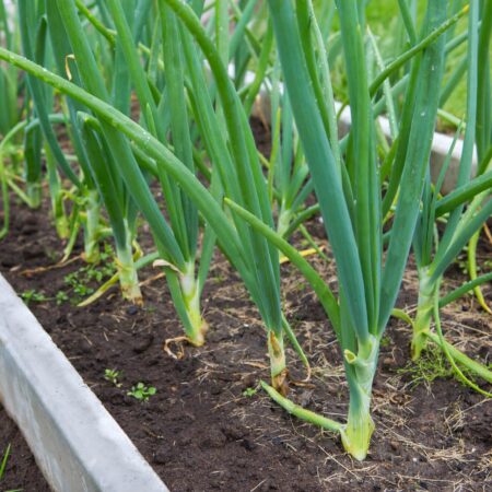 Správny vývin vašej zeleniny, čo potrebuje najviac?