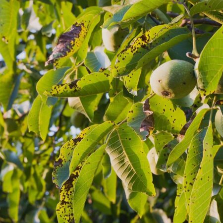 Choroby orecha kráľovského a ako proti nim bojovať