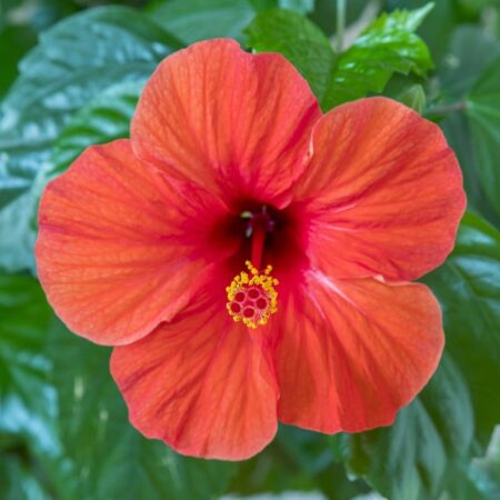 Ibištek čínsky: Čo treba, aby vám zakvitol?