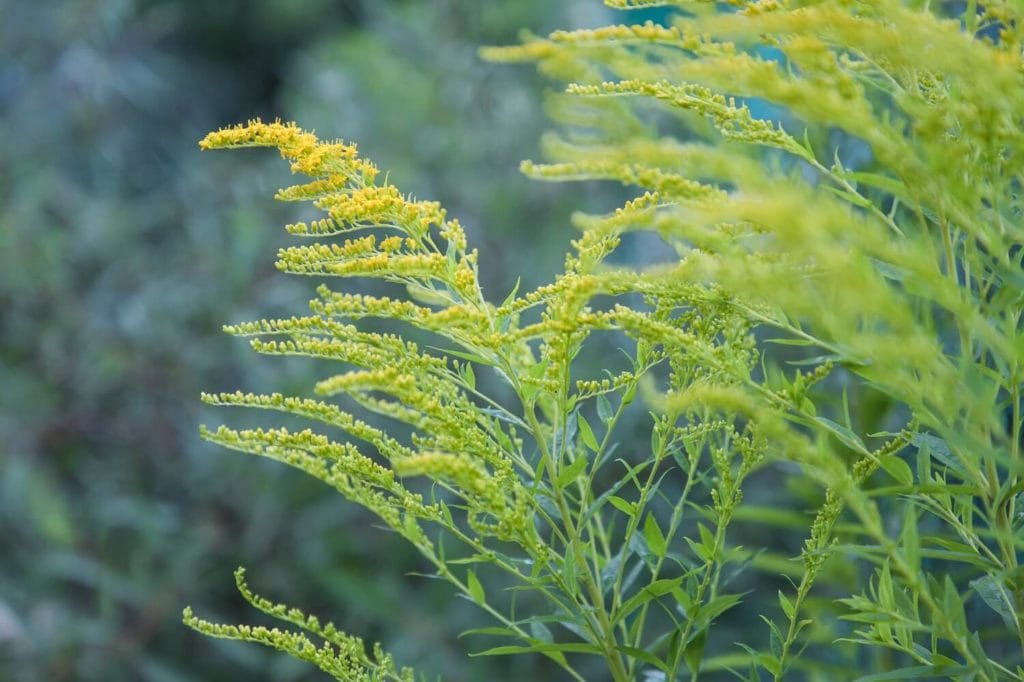 Zlatobyľ: Žltá liečivá bylina našich polí a záhrad