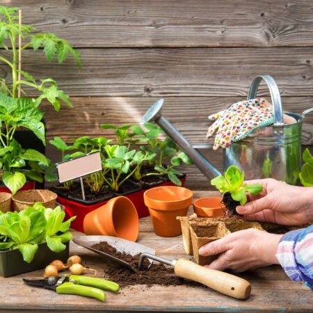Predpestovanie sadeníc je jednoduché, ako na to?