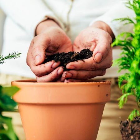 Vhodná pôda pre vaše izbové rastliny, vyberte tu správnu