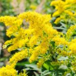 Zlatobyľ obyčajná (Solidago virgaurea) má úplne iný typ peľu. Je ťažký, lepivý a prenáša sa pomocou hmyzu.