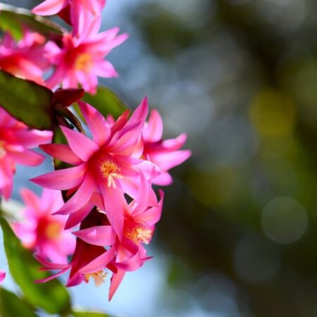 Aké rastliny vysadiť v blízkosti terasy orientovanej na juh