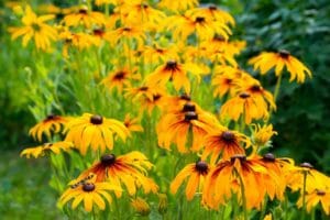 Rudbekia (1)