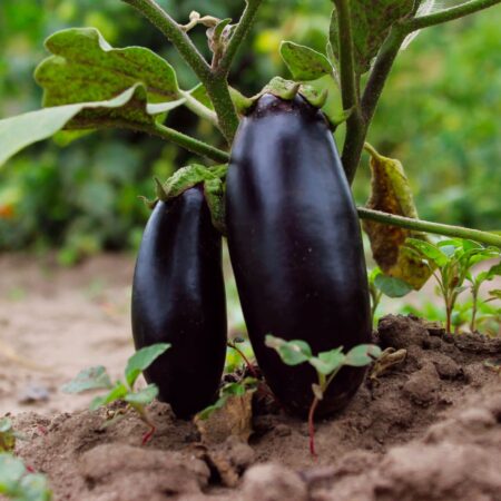 Baklažán rastúci v záhrade, tmavo fialové plody na rastline