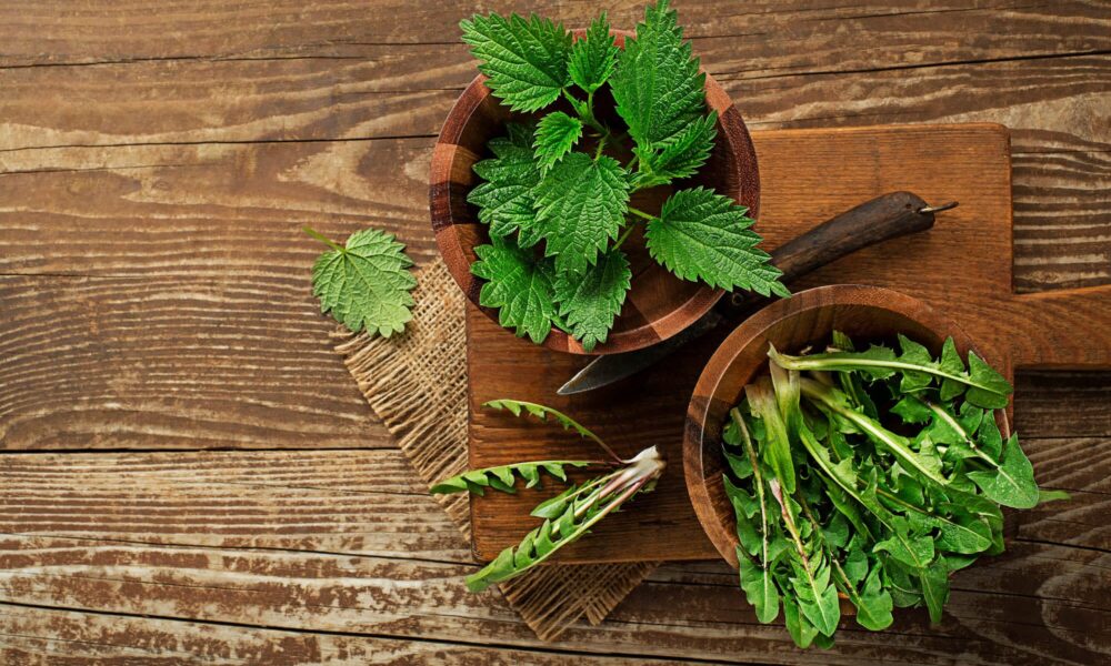 Jarná očista pomocou žihľavy a púpavy: prírodná detoxikácia z vašej záhrady