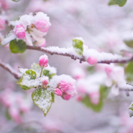Jarné mrazy a tipy, ako ochrániť vašu výsadbu pred uhynutím