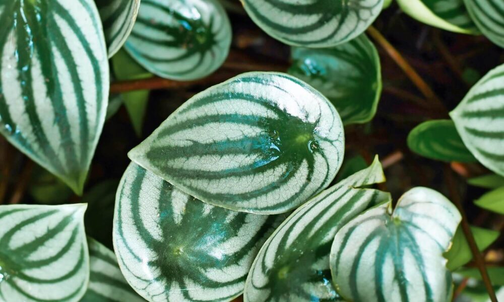 Tejto perómii sa darí vo väčšine štandardných zalievacích zmesí, pokiaľ sú dobre odvodnené, ale dokážu zadržiavať aj určitú vlhkosť. Vyhnite sa pôde, ktorá je formulovaná pre rastliny, ktoré uprednostňujú suchšiu pôdu, ako sú kaktusy a sukulenty, pretože neabsorbuje dostatok vody na udržanie rastlín. Zmes rašeliny a perlitu v pomere 1:1 bude fungovať aj pri melónovej peperómii.