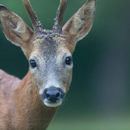 Ako ošetriť ovocné stromy po poškodení divokou zverov