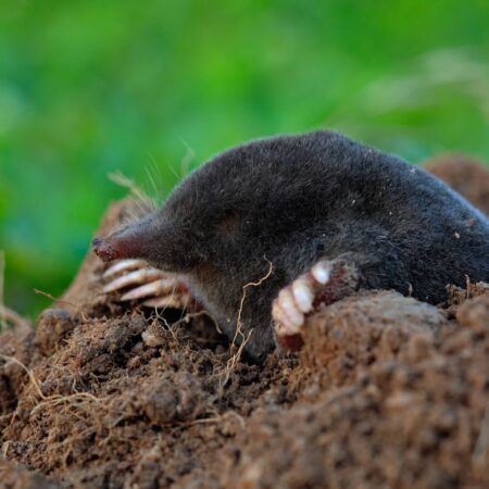 Ako sa zbaviť krtka v záhrade