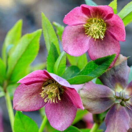 Čo vysadiť pod listnatné stromy? Zvoľte si čemerice