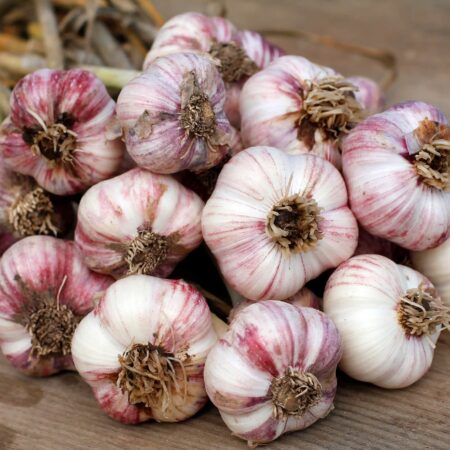 Prečo sadiť vo svojej záhrade cesnak