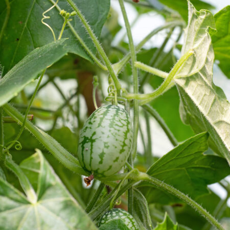 Miniatúrne plody: Pidi jahôdky, melónik či baklažánik
