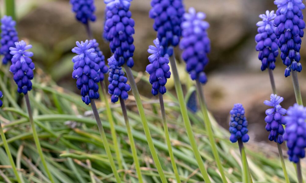 Ako pestovať hroznový hyacint Muscari