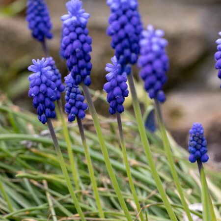 Ako pestovať hroznový hyacint Muscari