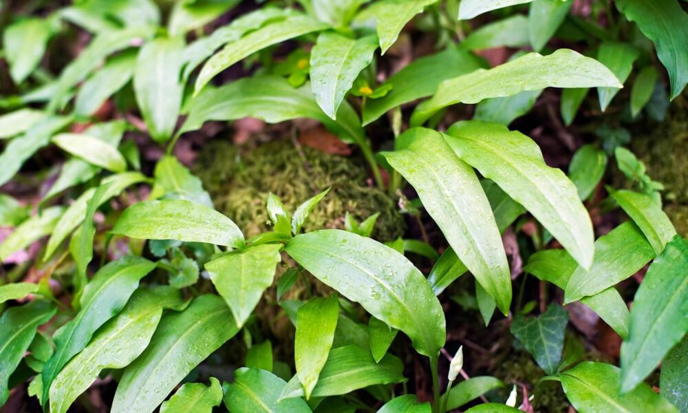 Ako pestovať a rozmnožovať medvedí cesnak