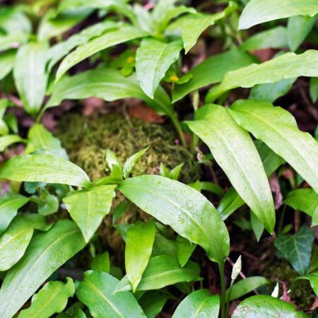 Ako pestovať a rozmnožovať medvedí cesnak