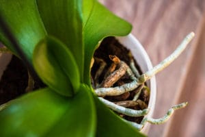 5 vecí, ktoré treba vedieť o vzdušných koreňoch rastlín