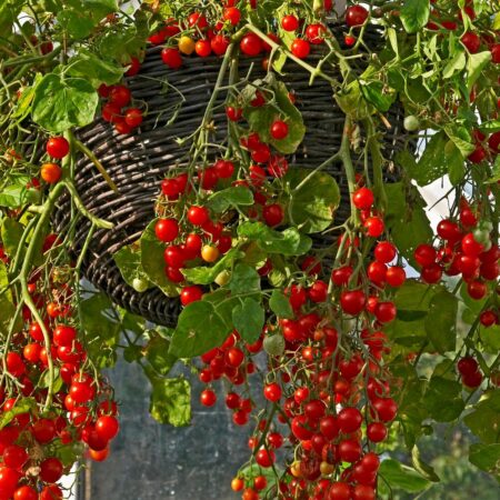 Pestovanie paradajok v závesnom košíku, ako na to?