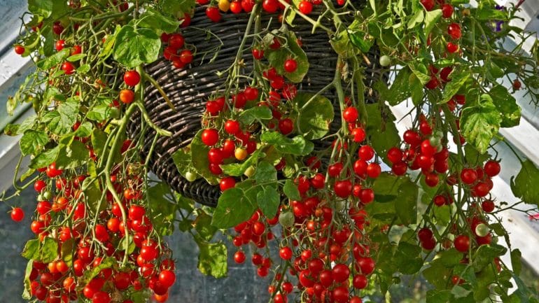 Pestovanie paradajok v závesnom košíku, ako na to?