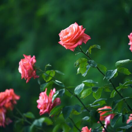 Jarná starostlivosť o ruže, všetko, čo treba vedieť