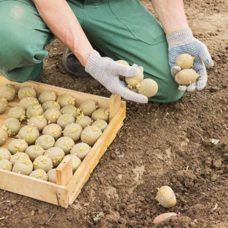 Sadenie zemiakov: Krok za krokom, ako na to správne