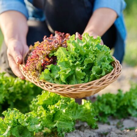 Dopestujte si vlastný šalát