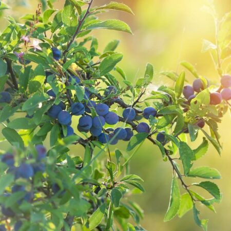 Zdravé trnky z vašej záhrady. Vysaďte si vlastné kry