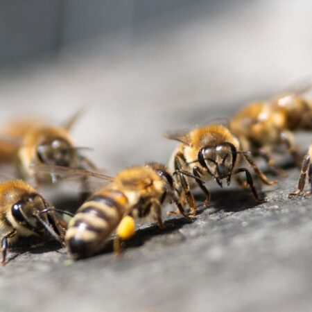Život včiel v máji a rady pre včelárov, ktoré sú dôležité