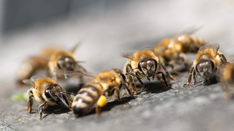 Život včiel v máji a rady pre včelárov, ktoré sú dôležité
