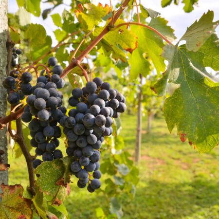 Ako pestovať vinič ekologicky plus tipy na zimný a letný rez