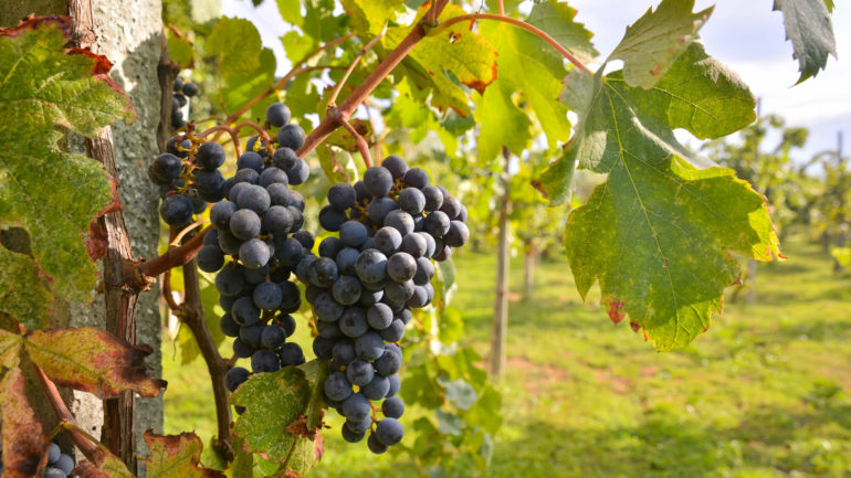 Ako pestovať vinič ekologicky plus tipy na zimný a letný rez